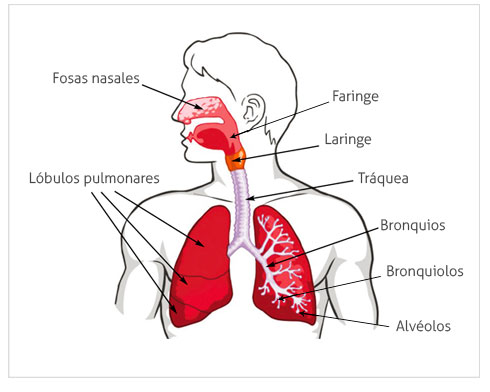 Aparato respiratorio